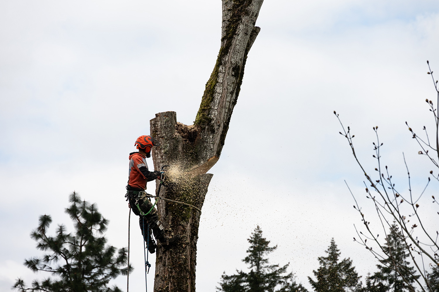 Ein Mann schneidet mit einer Kettensäge einen Baum, während er mit einem Seil gesichert ist.